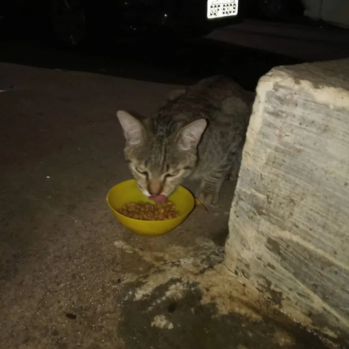 Gato ra a Pelo curto americano  idade 1 ano nome Leon 