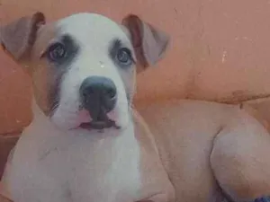 Cachorro raça Pit Bull idade 2 a 6 meses nome Pantera
