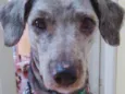 Dixie