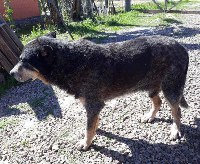 Cachorro ra a Boiadeiro australiano idade 6 ou mais anos nome Fofão 