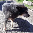 Fofão