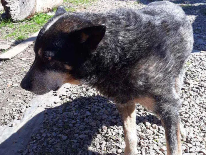 Cachorro ra a Boiadeiro australiano idade 6 ou mais anos nome Fofão 