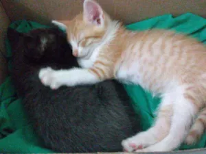 Gato raça Não sei idade 2 a 6 meses nome Não tem