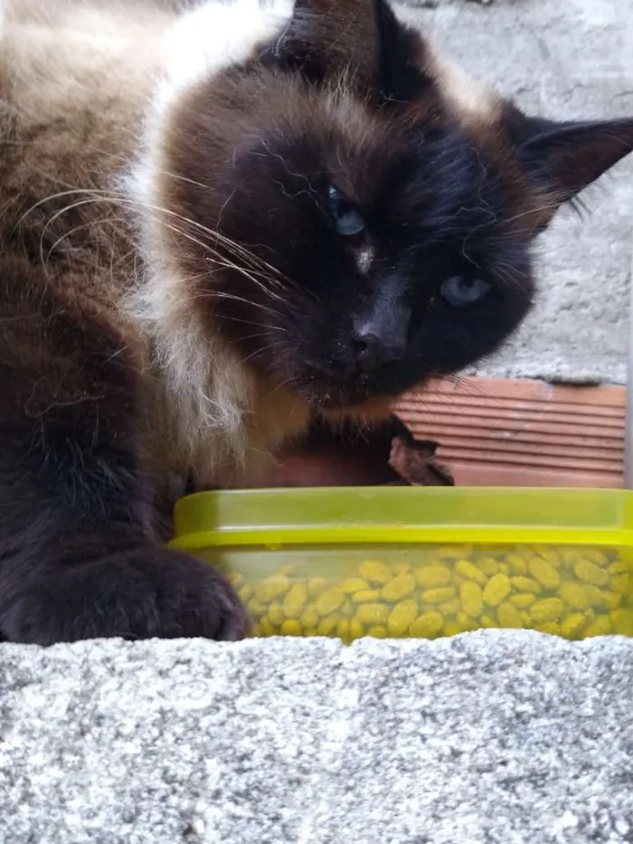 Gato ra a nao sei idade 4 anos nome mimi