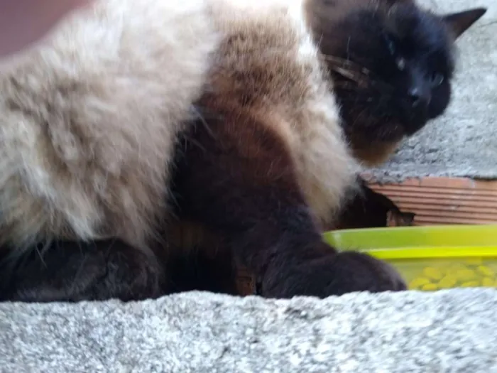 Gato ra a nao sei idade 4 anos nome mimi