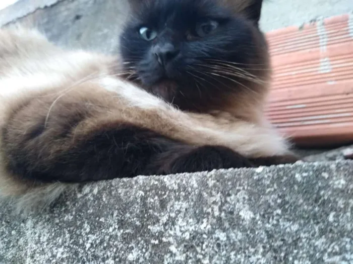 Gato ra a nao sei idade 4 anos nome mimi