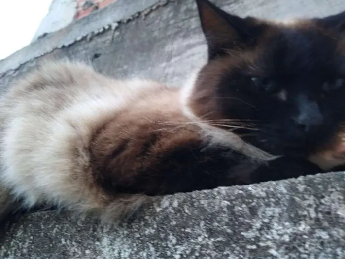 Gato ra a nao sei idade 4 anos nome mimi