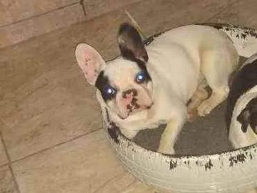 Cachorro raça Buldogue Frances  idade 7 a 11 meses nome Bento