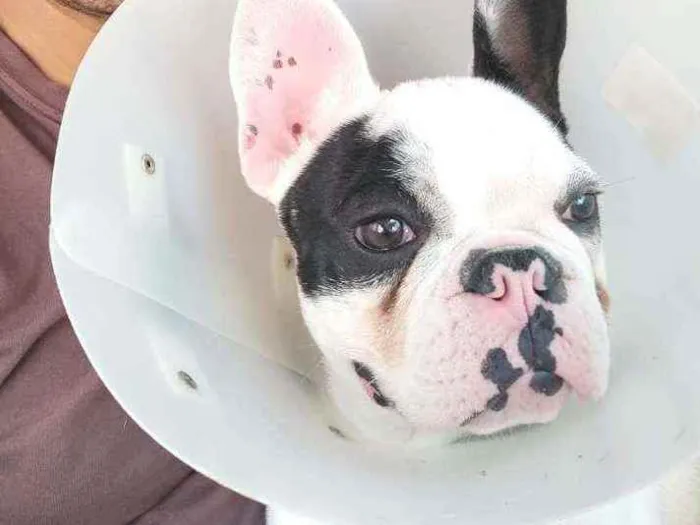 Cachorro raça Buldogue Frances  idade 7 a 11 meses nome Bento