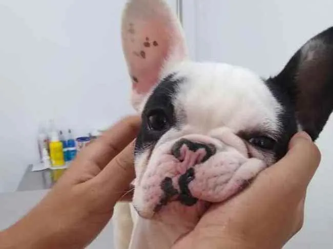 Cachorro raça Buldogue Frances  idade 7 a 11 meses nome Bento