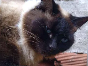 Gato raça nao sei idade 4 anos nome mimi