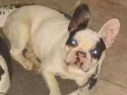 Cachorro raça Buldogue Frances  idade 7 a 11 meses nome Bento