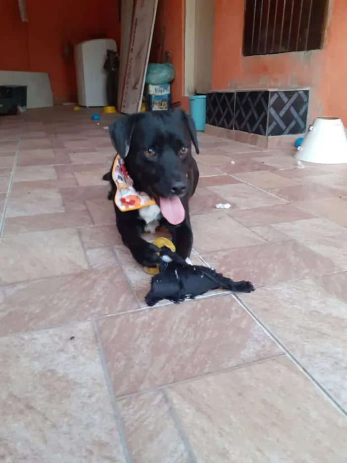 Cachorro ra a SRD-ViraLata idade 2 anos nome Toddy