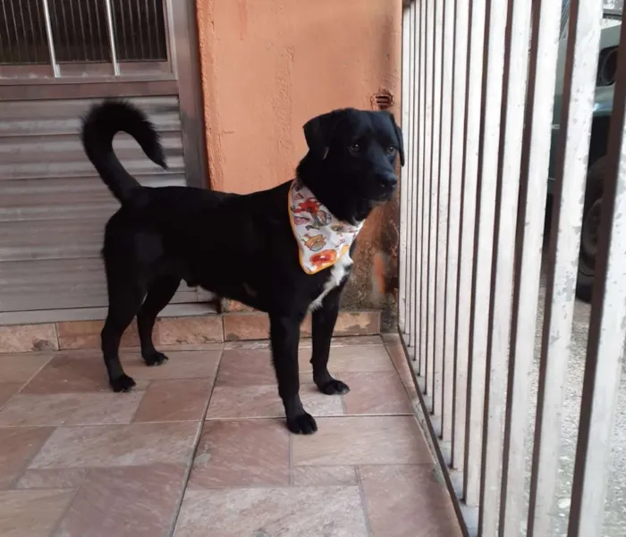 Cachorro ra a SRD-ViraLata idade 2 anos nome Toddy