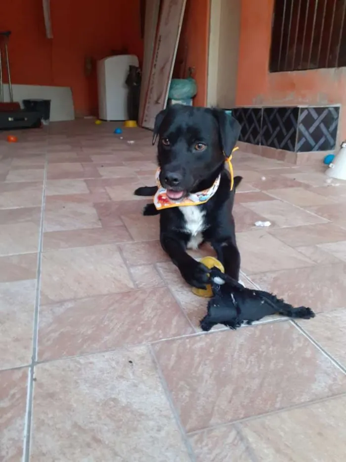 Cachorro ra a SRD-ViraLata idade 2 anos nome Toddy