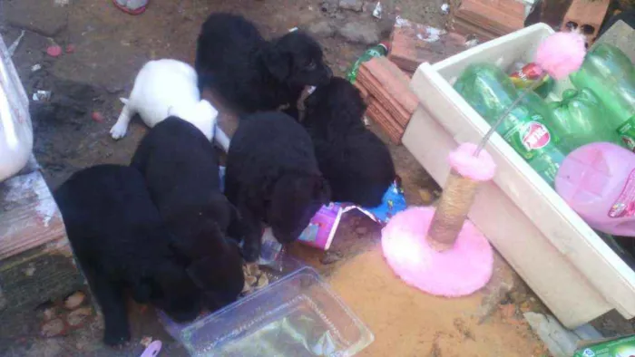 Cachorro ra a Canino idade Abaixo de 2 meses nome Turminha do barulho