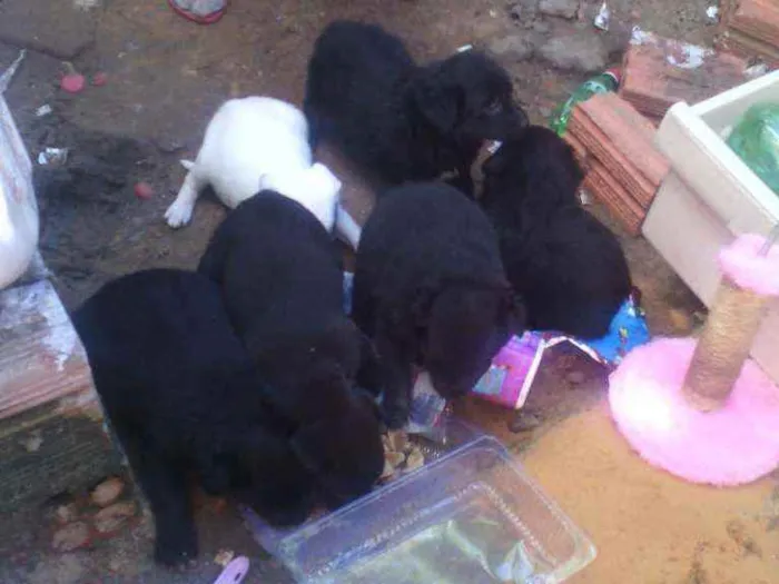 Cachorro ra a Canino idade Abaixo de 2 meses nome Turminha do barulho