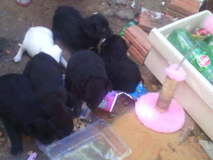 Cachorro ra a Canino idade Abaixo de 2 meses nome Turminha do barulho