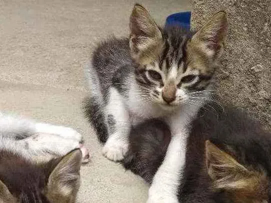 Gato raça  idade Abaixo de 2 meses nome Capitão