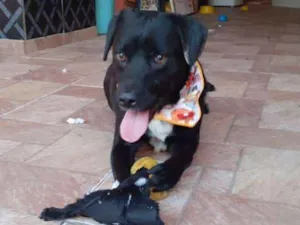 Cachorro raça SRD-ViraLata idade 2 anos nome Toddy