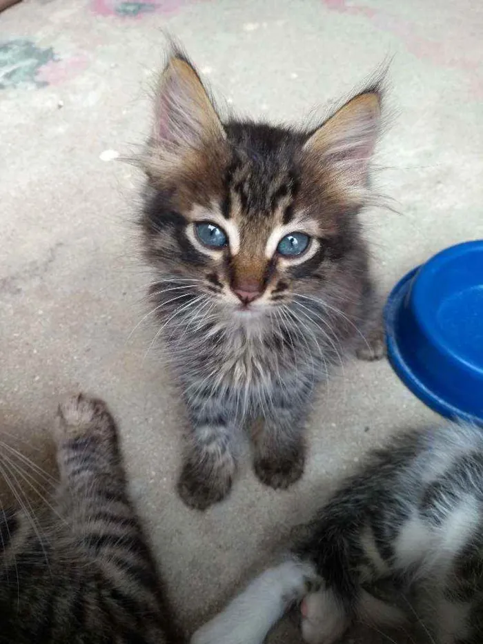 Gato raça  idade Abaixo de 2 meses nome Jennie