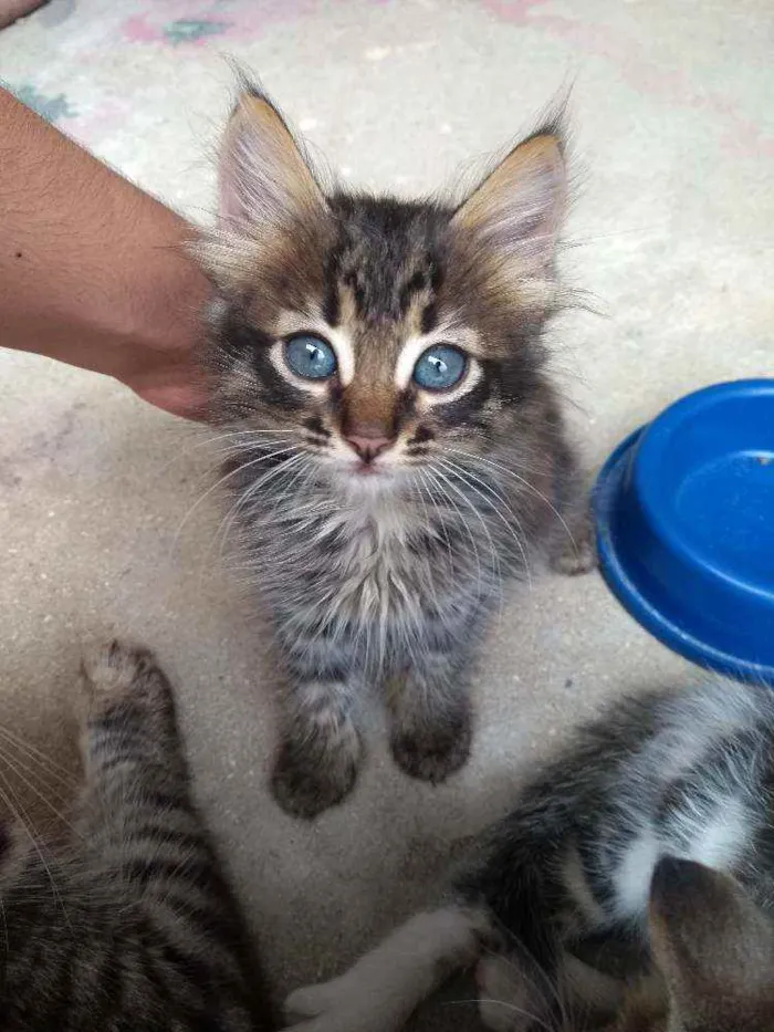 Gato raça  idade Abaixo de 2 meses nome Jennie
