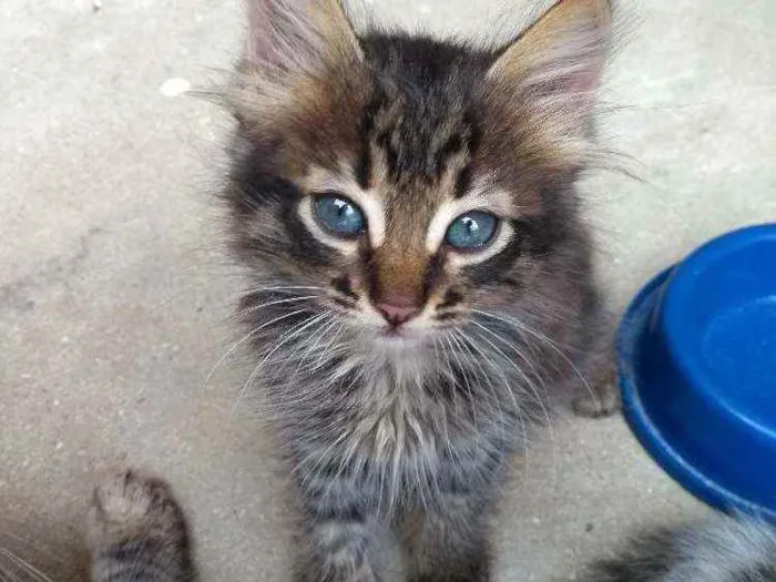 Gato raça  idade Abaixo de 2 meses nome Jennie