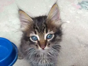 Gato raça  idade Abaixo de 2 meses nome Jennie
