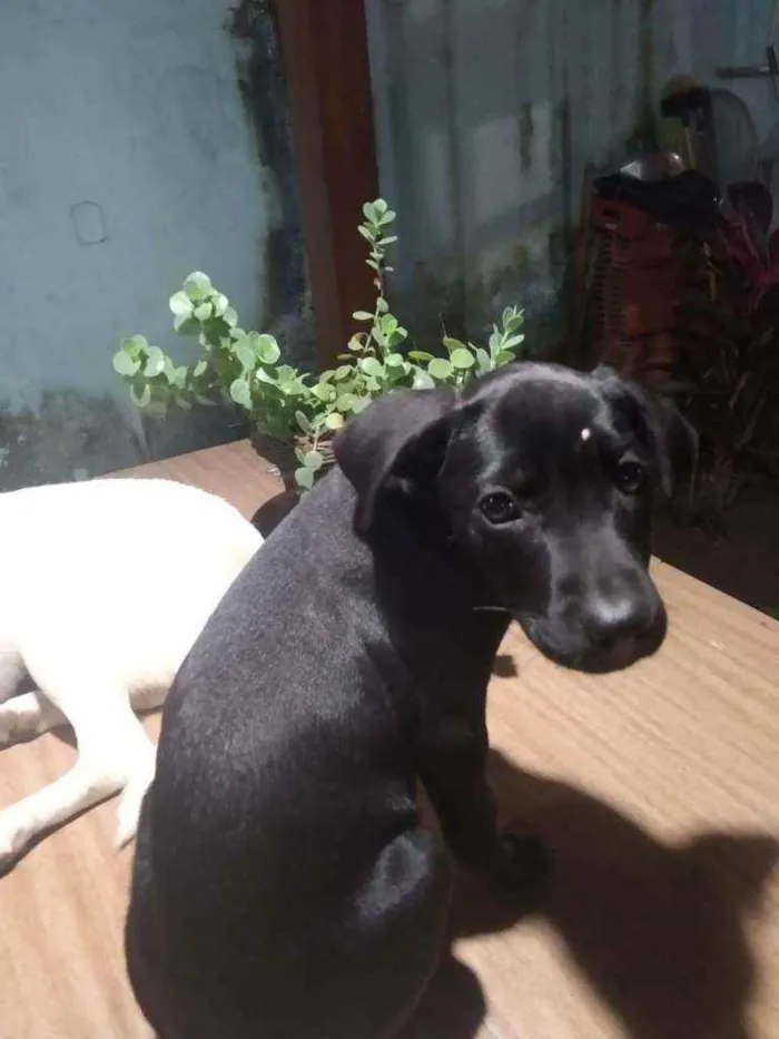 Cachorro ra a srd idade 2 a 6 meses nome Nina