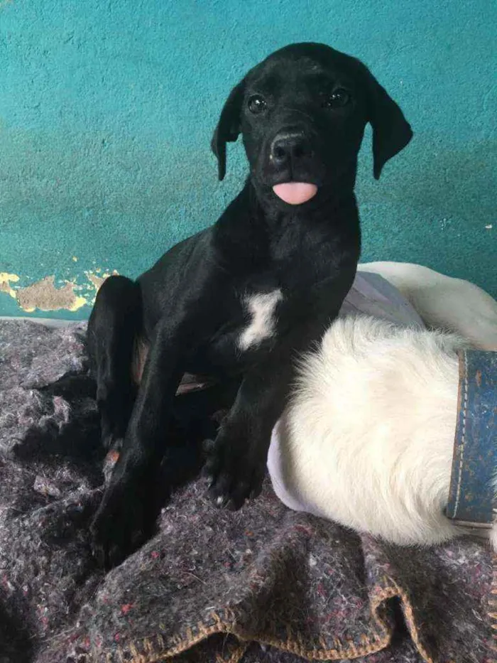 Cachorro ra a srd idade 2 a 6 meses nome Nina