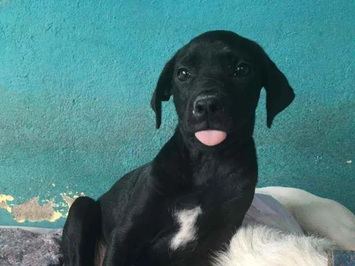 Cachorro ra a srd idade 2 a 6 meses nome Nina