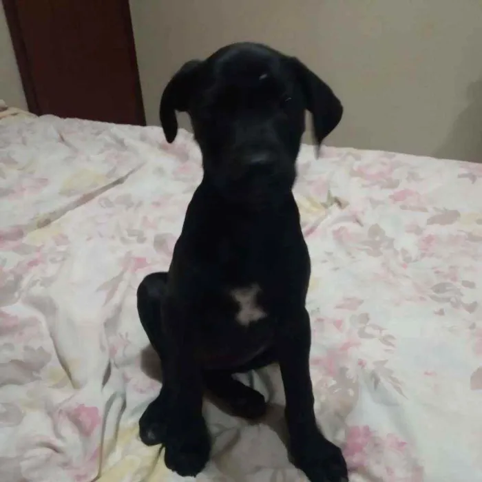 Cachorro ra a srd idade 2 a 6 meses nome Nina