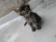 Guinho