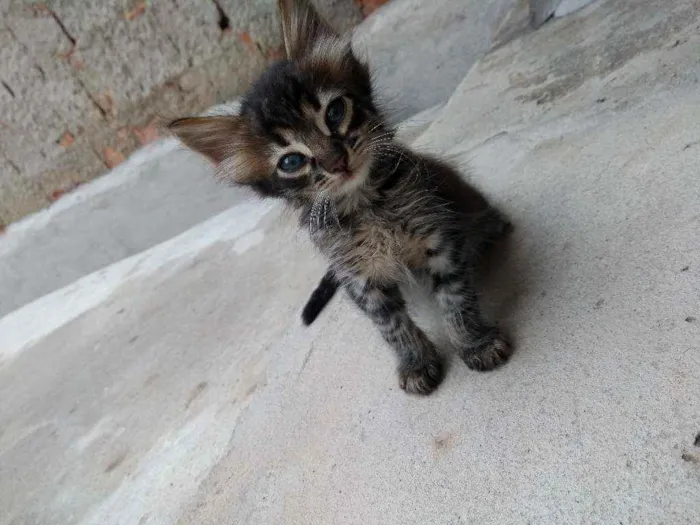Gato raça  idade Abaixo de 2 meses nome Guinho