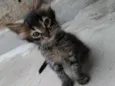 Guinho