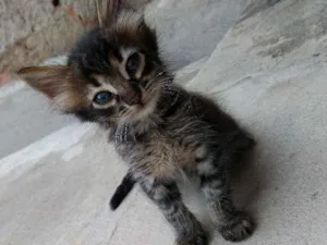 Gato raça  idade Abaixo de 2 meses nome Guinho