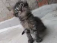 Guinho