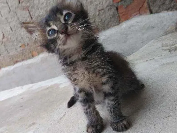 Gato raça  idade Abaixo de 2 meses nome Guinho
