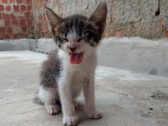 Gato raça  idade Abaixo de 2 meses nome Dengosinho