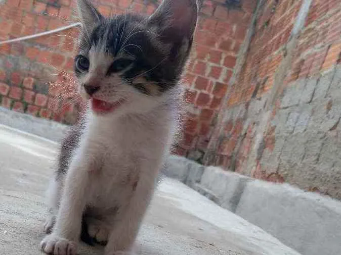 Gato raça  idade Abaixo de 2 meses nome Dengosinho