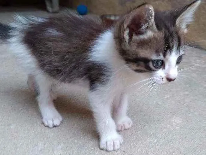 Gato raça  idade Abaixo de 2 meses nome Dengosinho
