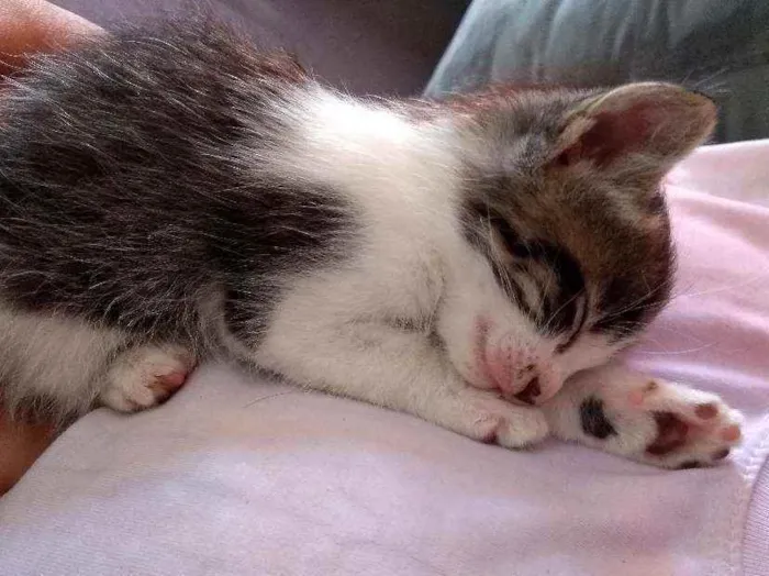 Gato raça  idade Abaixo de 2 meses nome Dengosinho