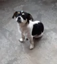 Princesa