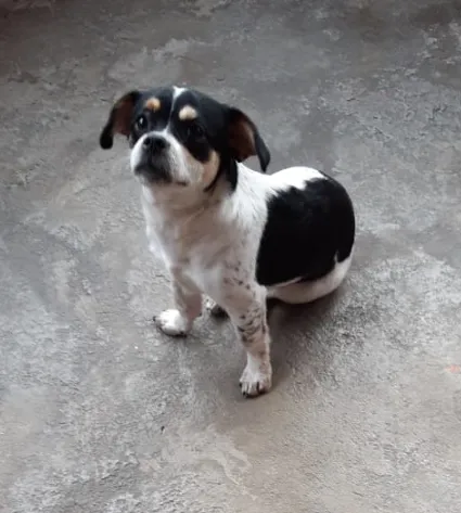 Cachorro ra a SRD-ViraLata idade 7 a 11 meses nome Princesa