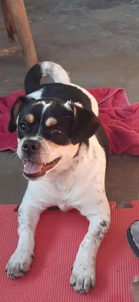 Cachorro ra a SRD-ViraLata idade 7 a 11 meses nome Princesa