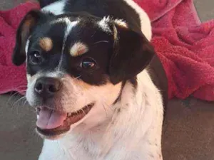 Cachorro raça SRD-ViraLata idade 7 a 11 meses nome Princesa