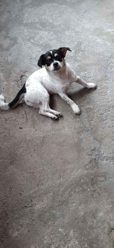 Cachorro ra a SRD-ViraLata idade 7 a 11 meses nome Princesa