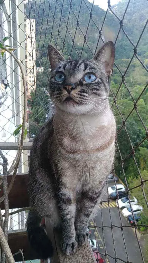 Gato ra a Srd idade 3 anos nome Belinha