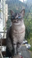 Belinha