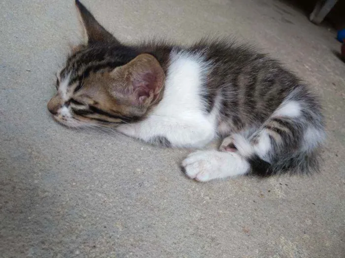 Gato raça  idade Abaixo de 2 meses nome Capitão